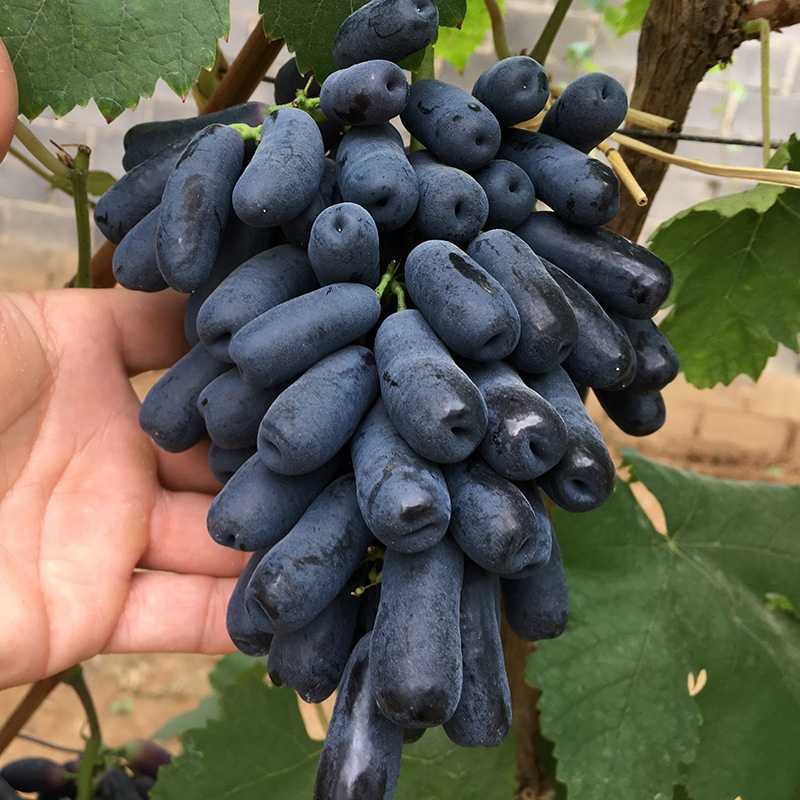 Описание сорта винограда кодрянка: фото, видео и отзывы | vinograd-loza