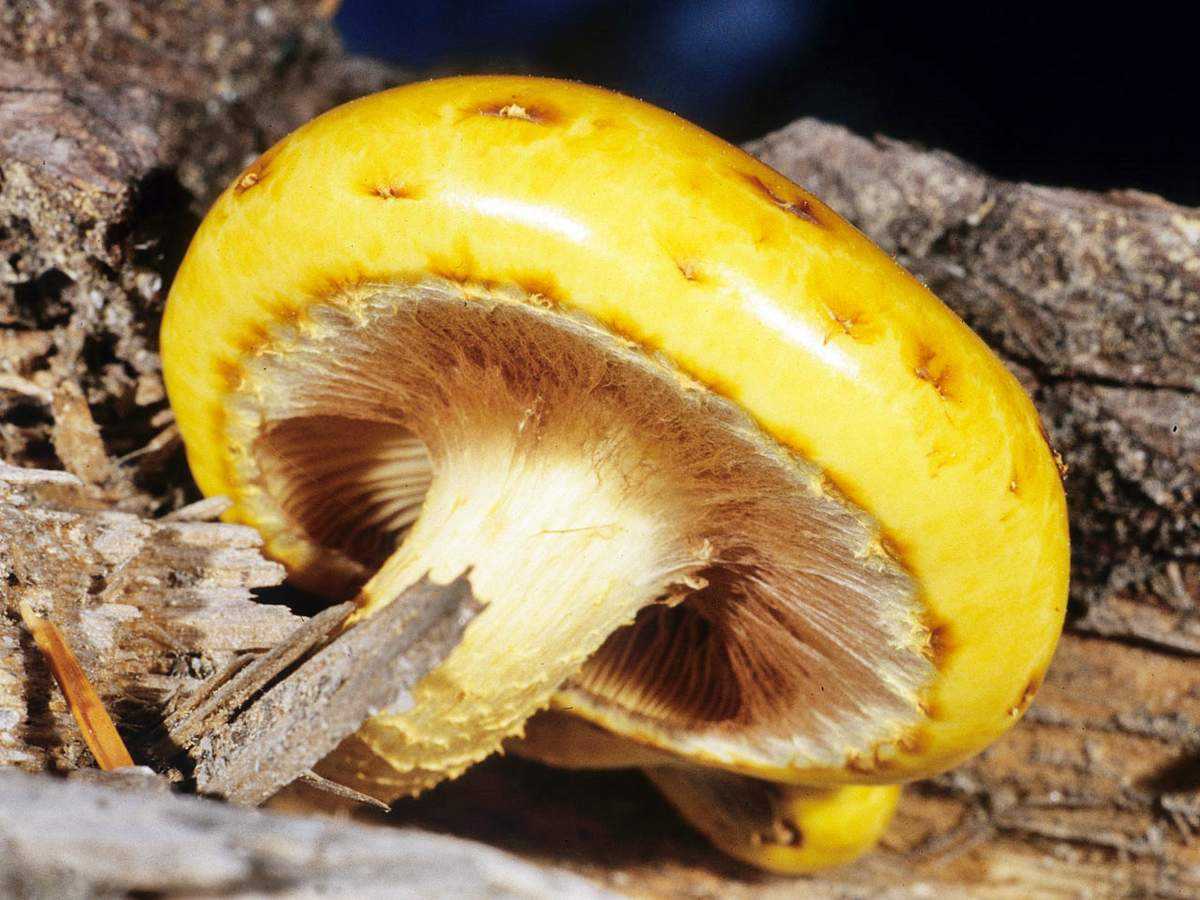 Чешуйчатка золотистая гриб фото