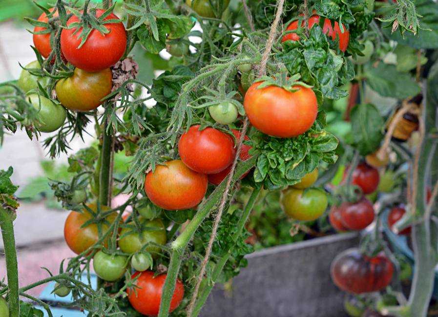 Томат Палка: описание сорта, фото, отзывы дачников Характеристика и особенности, рекомендации по выращиванию колоновидных томатов