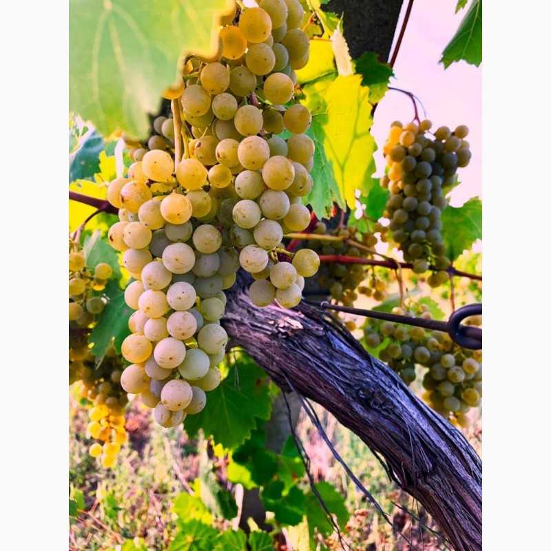 Цитронный магарача — описание сорта винограда и особенности выращивания
