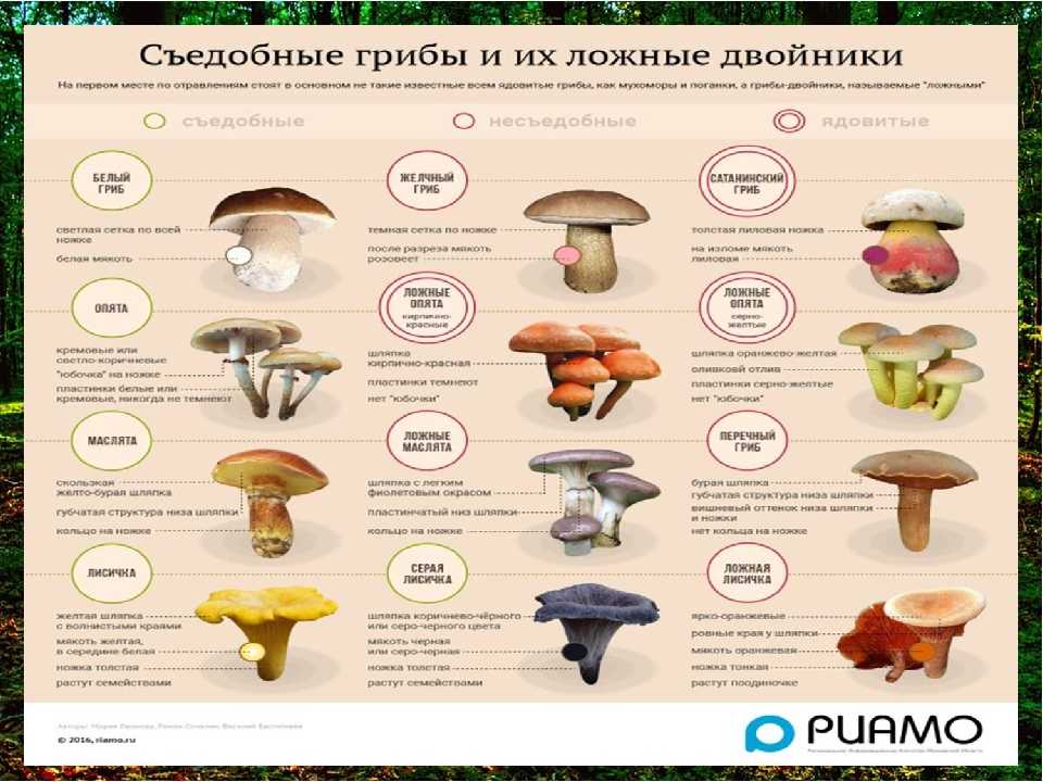 Съедобные и несъедобные грибы: 16 видов с описанием и фото