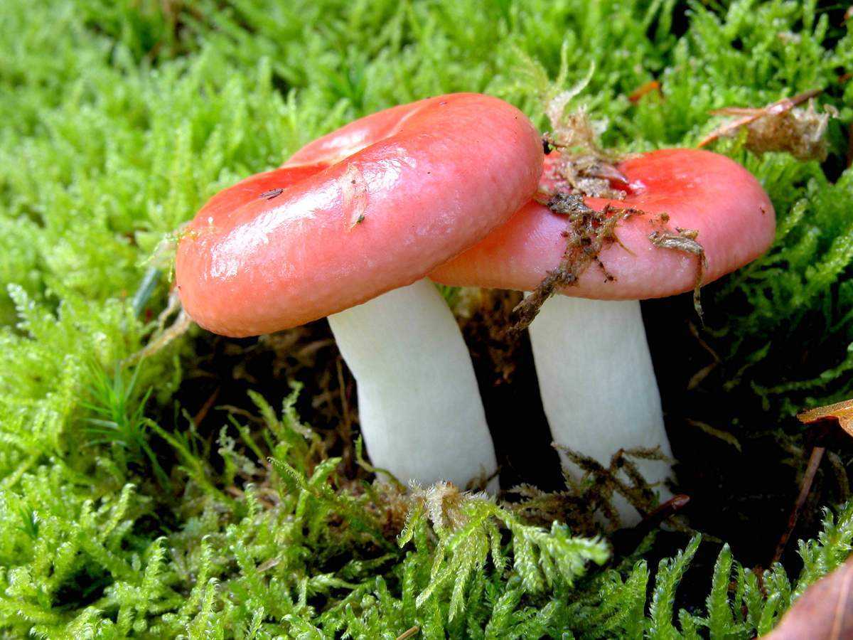 Сыроежки съедобные и несъедобные как отличить фото, ложная сыроежка съедобный гриб или нет