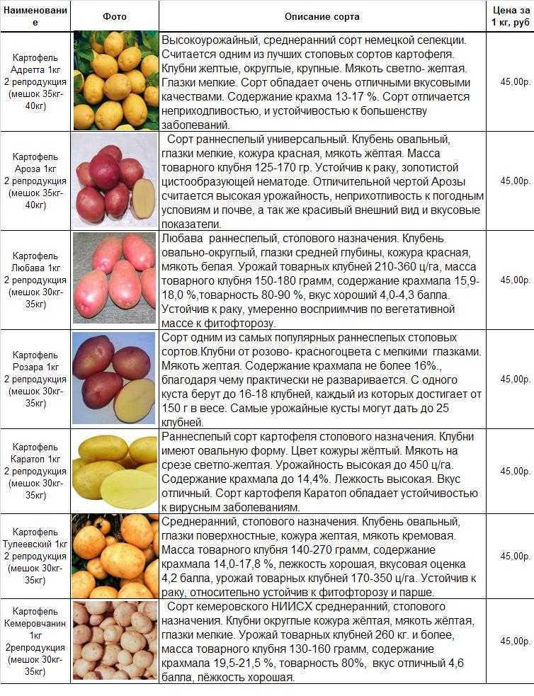 Картофель "эльмундо": подробное описание сорта, характеристика, фото, особенности выращивания русский фермер