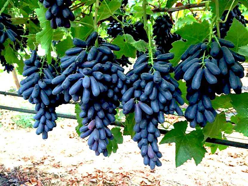 Виноград амурский: описание сорта, посадка и уход, размножение и выращивание