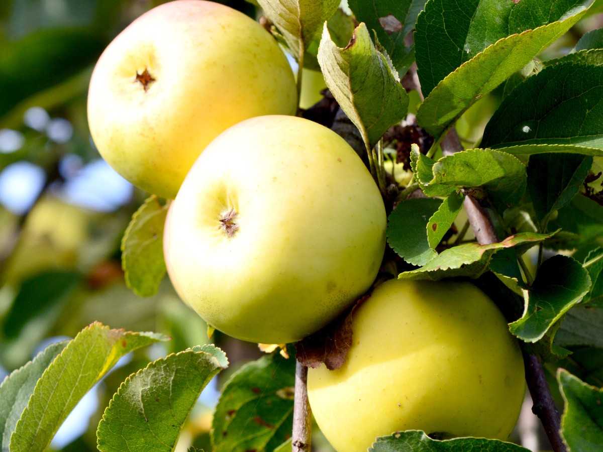 Яблоня чудное: описание карликового сорта, посадка и уход, отзывы садоводов