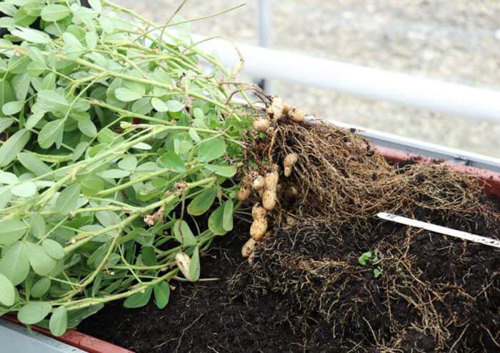Выращиваем арахис на огороде. как вырастить арахис в средней полосе. фото — ботаничка