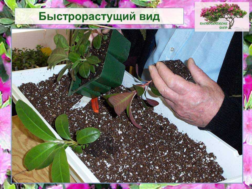 Родендрон гаага (haaga): посадка и уход, фото цветов в саду, болезни и лечениедача эксперт