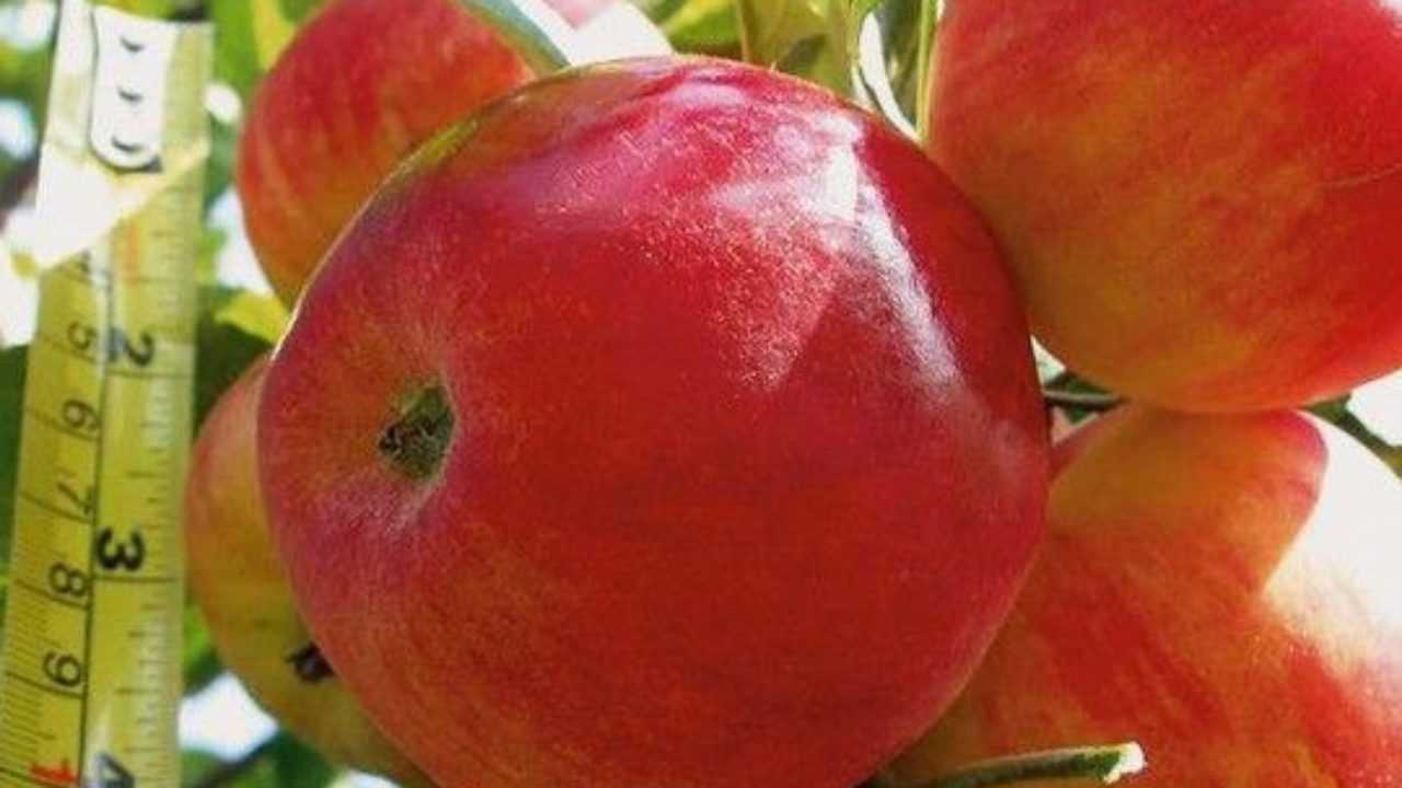 Летняя яблоня солнцедар: описание, фото