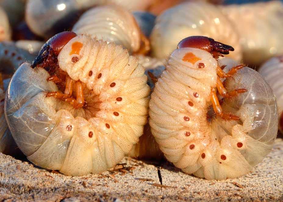 Борьба с хрущем и его личинками: как избавится от майского жука, эффективные средства