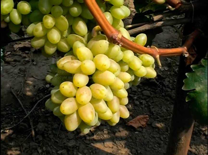 Виноград Столетие: описание сорта, фото, отзывы Рекомендации по выращиванию и уходу