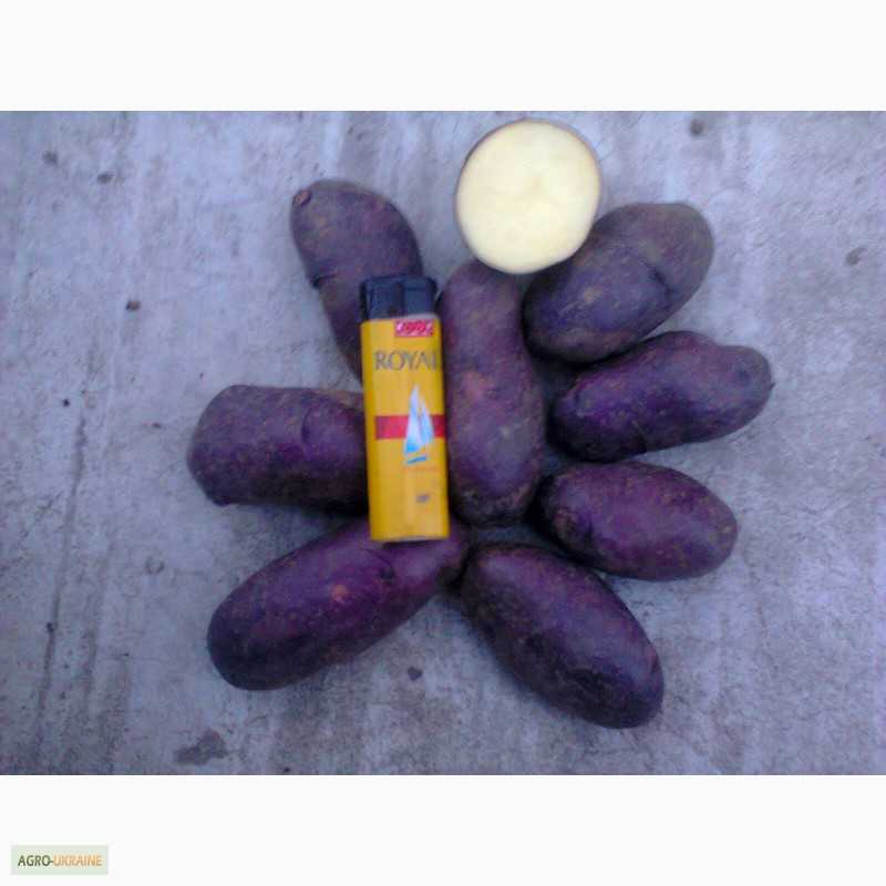 Картофель гала: преимущества, описание, отзывы, видео, выращивание и уход