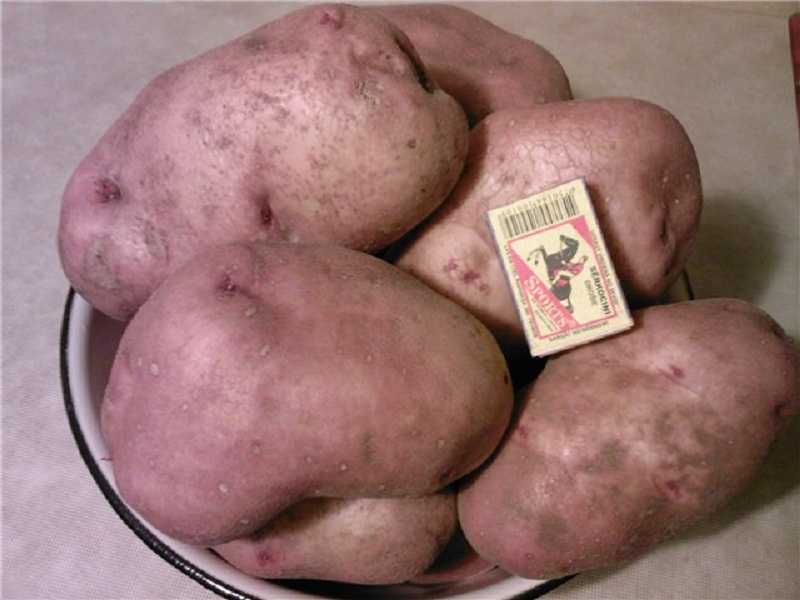 ᐉ сорт картофеля «славянка» – описание и фото - roza-zanoza.ru