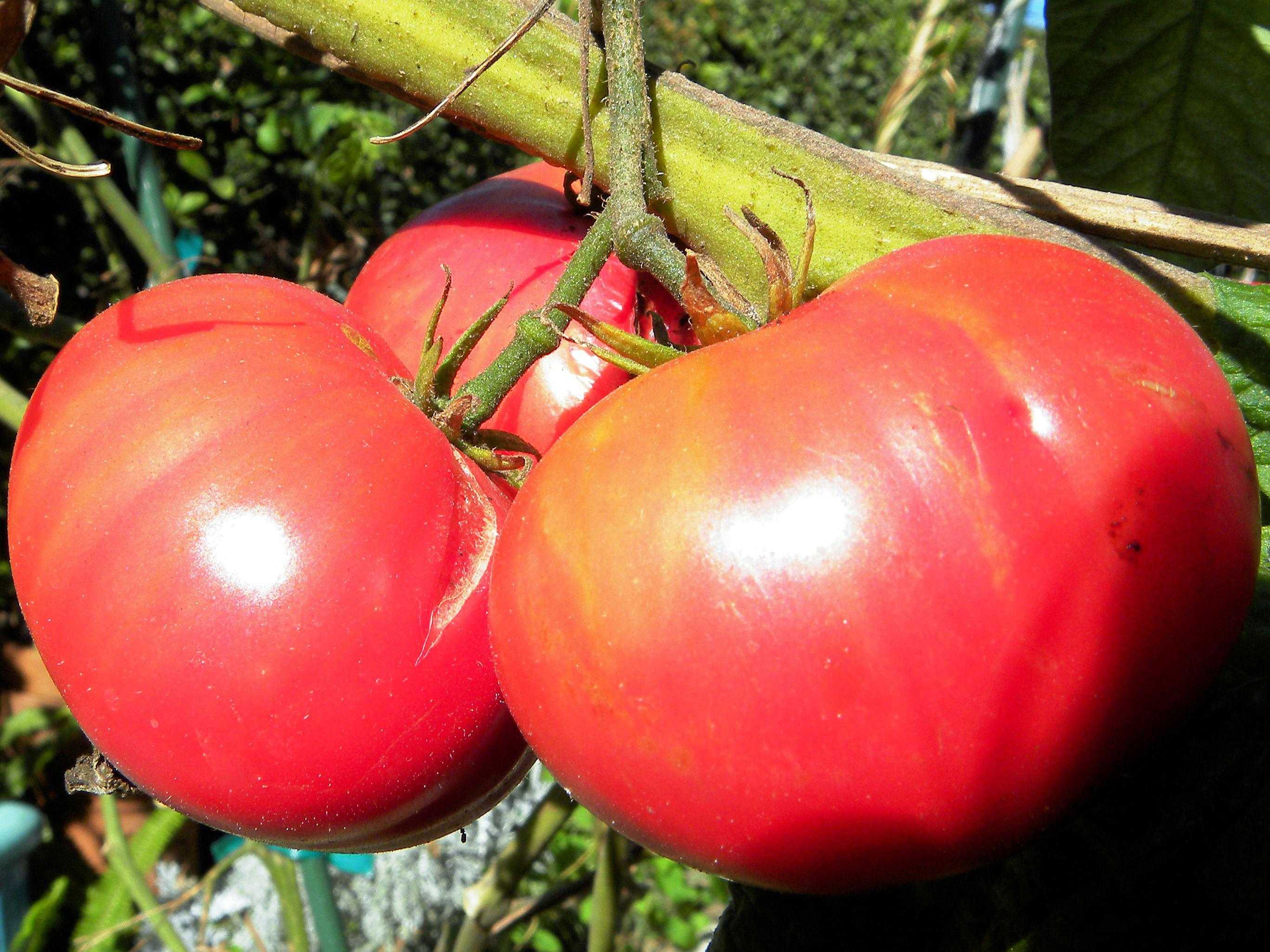 Сорт томатов «розовый слон» - описание,  посадка и уход за помидорами