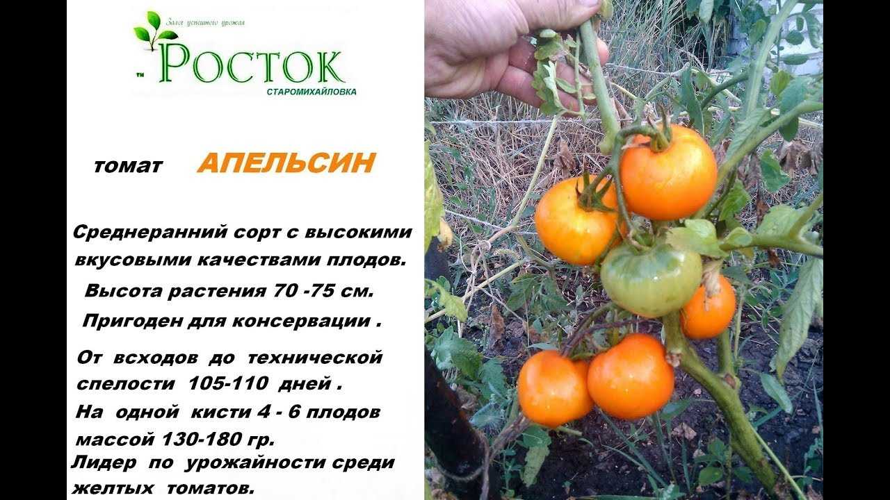 Томат Апельсин: характеристика и описание сорта, отзывы огородников, фото, урожайность Рекомендации по выращиванию и уходу