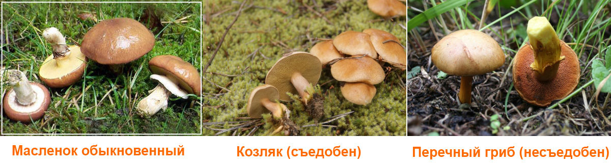 Маслята: виды, фото, места произрастания, когда собирать эти грибы
