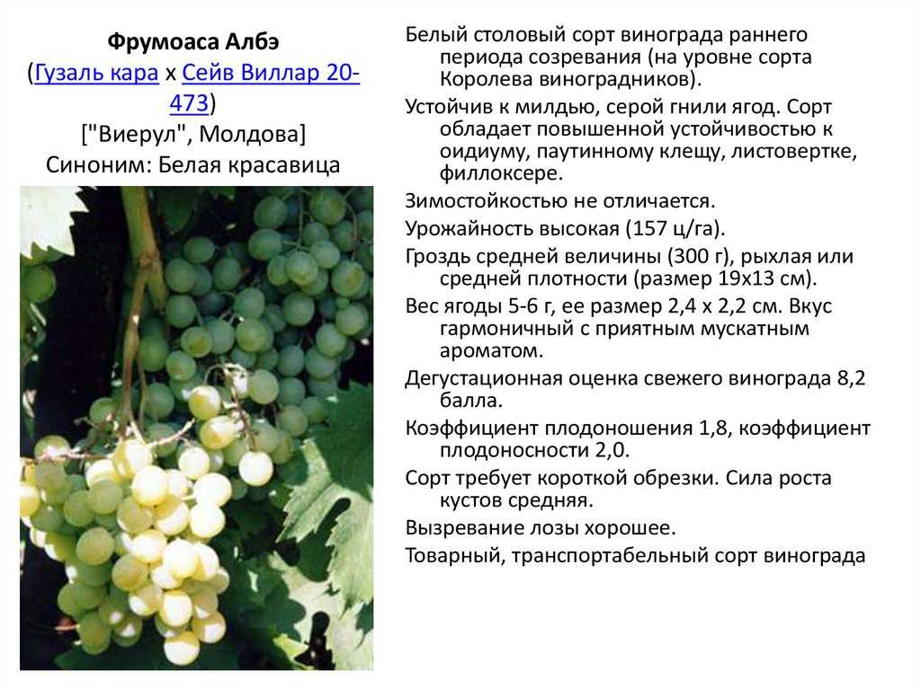 Виноград юпитер. размножение и посадка винограда, нюансы полива, обрезки и удобрения