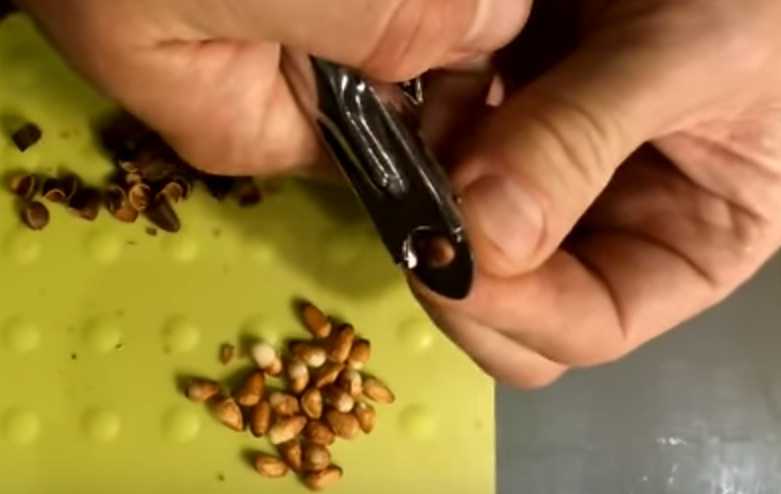 Как чистить кедровые орешки от скорлупы в домашних условиях