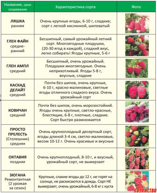 Клубника сальса: описание сорта, фото, уход и выращивание, отзывы садоводов, болезни | qlumba.com