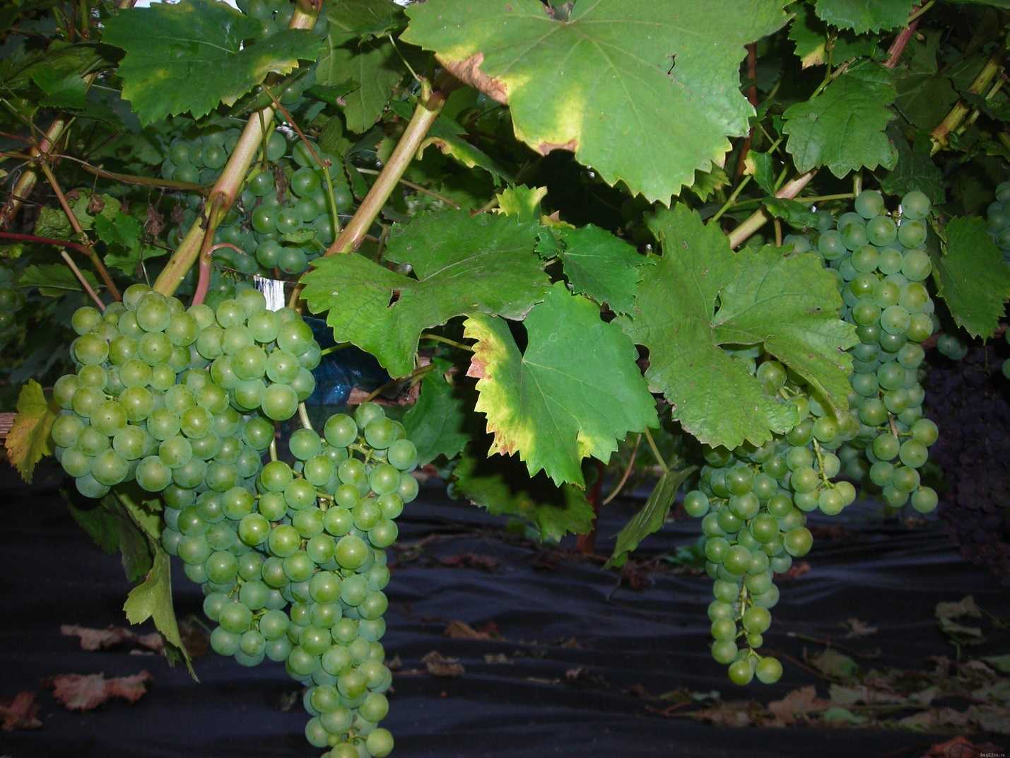 Виноград цитронный магарача: описание сорта, фото, отзывы