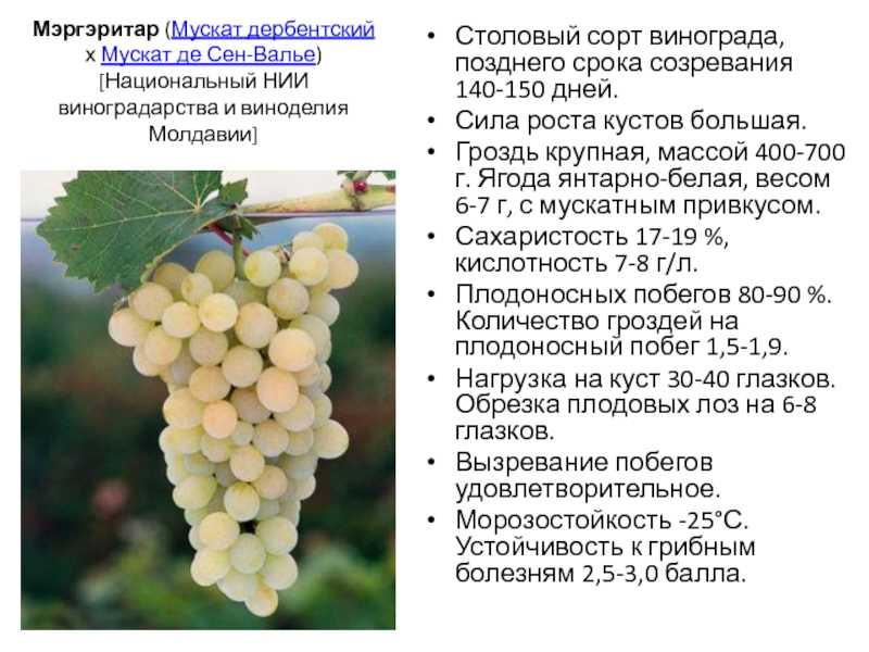 Виноград мускат белый сверхранний морозостойкий: описание сорта, фото, отзывы, видео