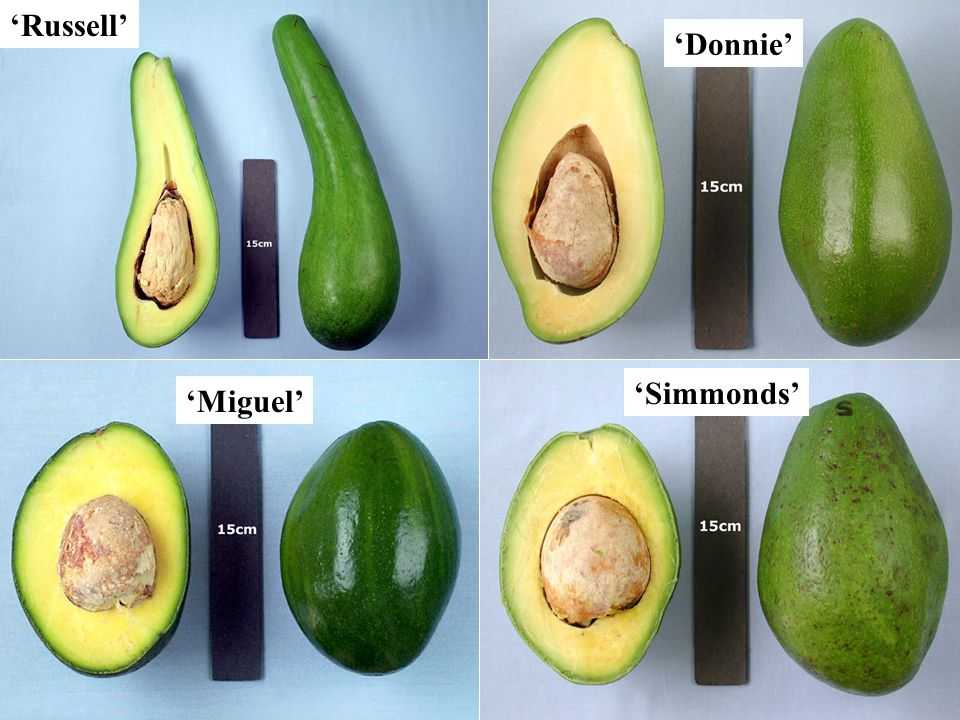 Как правильно выбирать авокадо ? - все признаки спелого плода