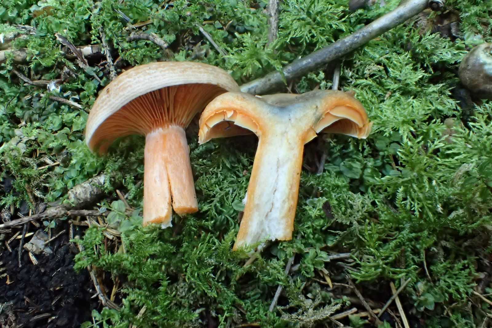 Ложный белый гриб 🍄 (4 простых отличия)