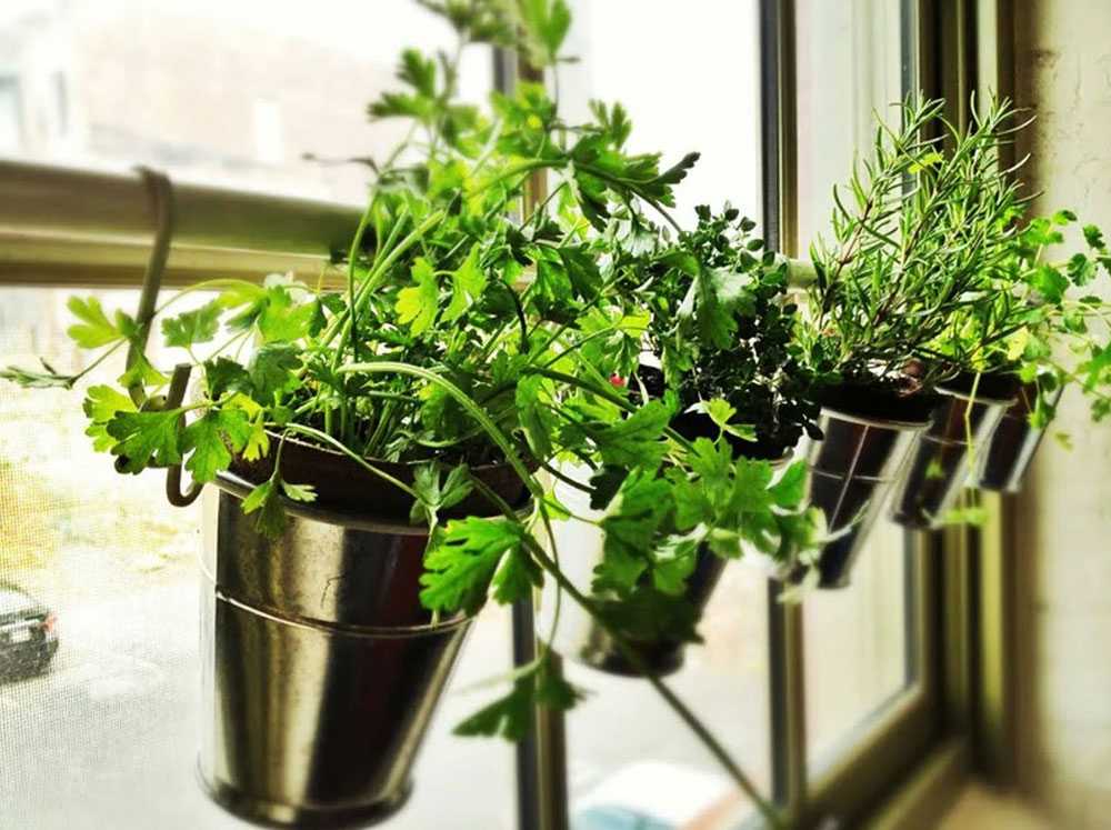 Руководство по выращиванию зелени на подоконнике в квартире