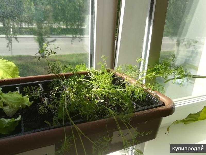 Простой способ как выращивать зелень на подоконнике зимой