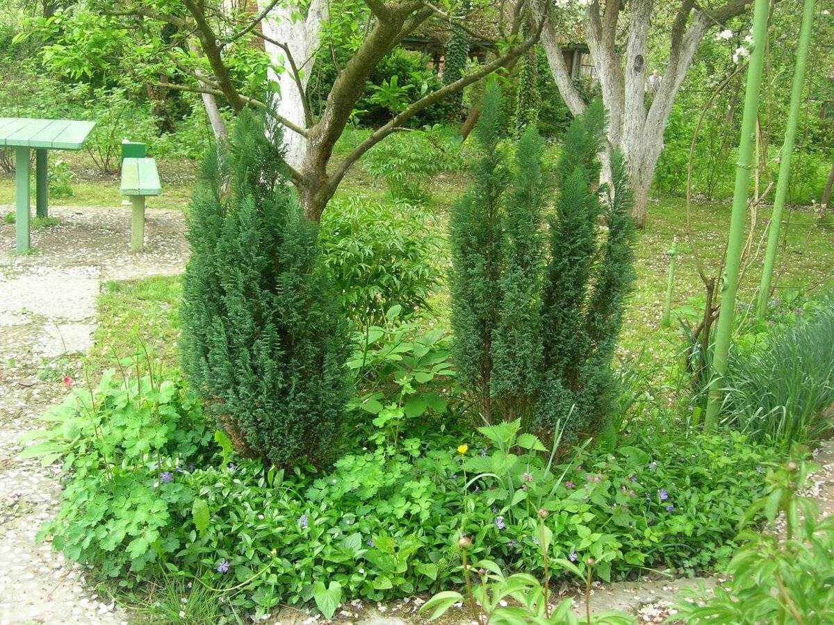 Вечнозеленое дерево кипарис пирамидальный: это хвойное или лиственное дерево