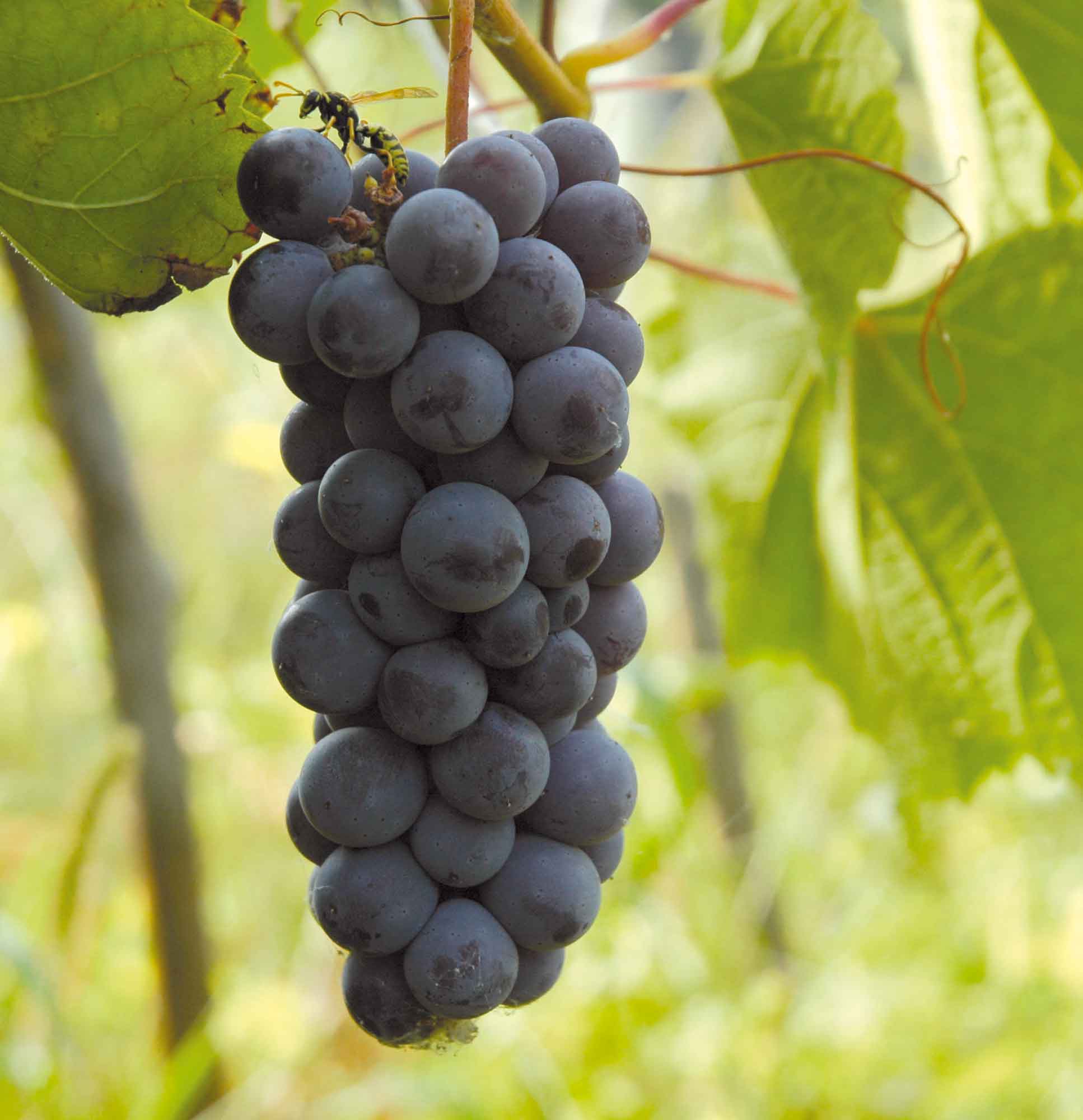 Виноград «амурский»