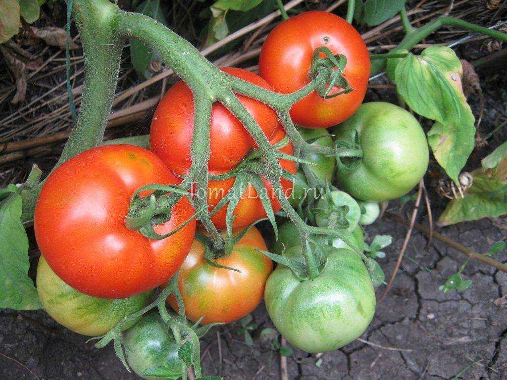Семена томат женская доля f1: описание сорта, фото. купить с доставкой или почтой россии.