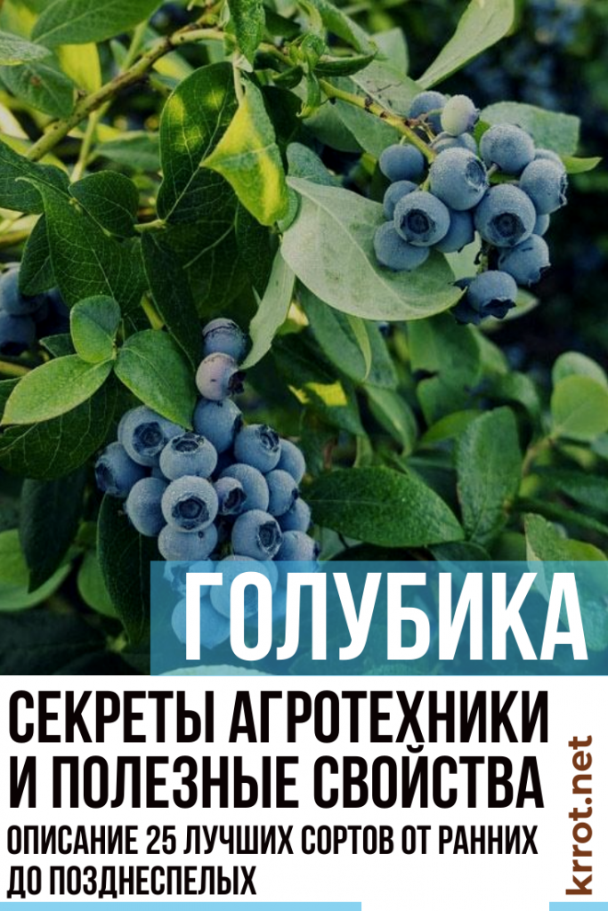Голубика «элизабет»: описание сорта, выращивание и уход