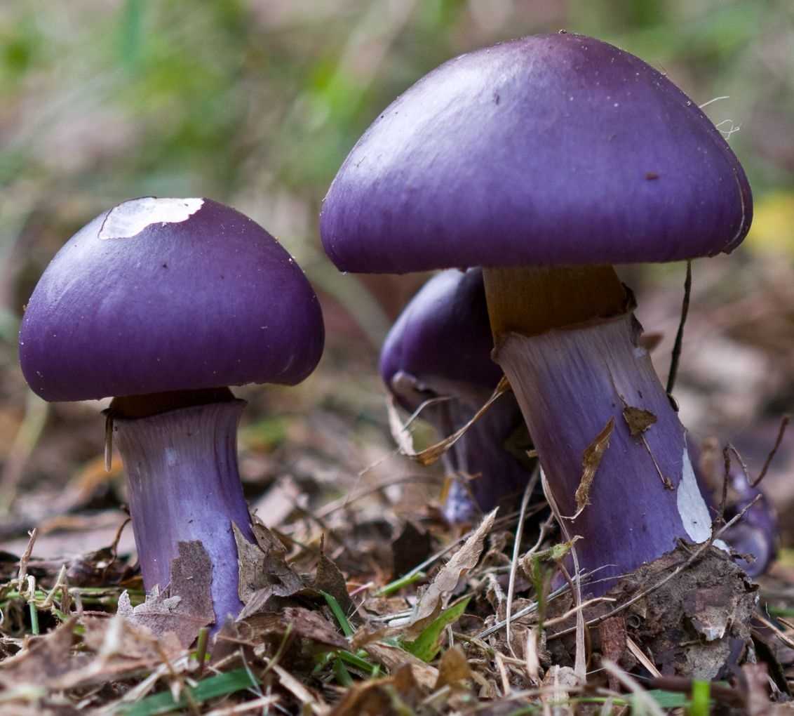 Розовая (фиалковая) рядовка: фото и описание гриба, распространение в приморье
