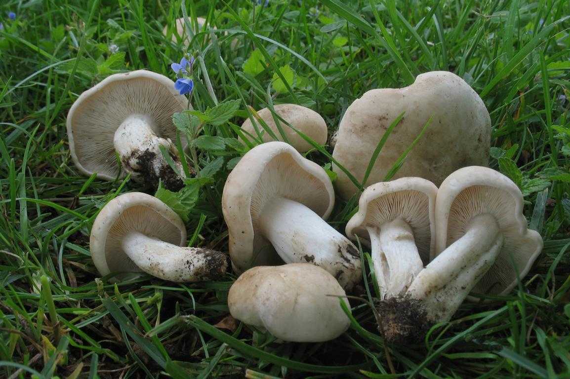 Рядовка майская – гриб с лечебными свойствами