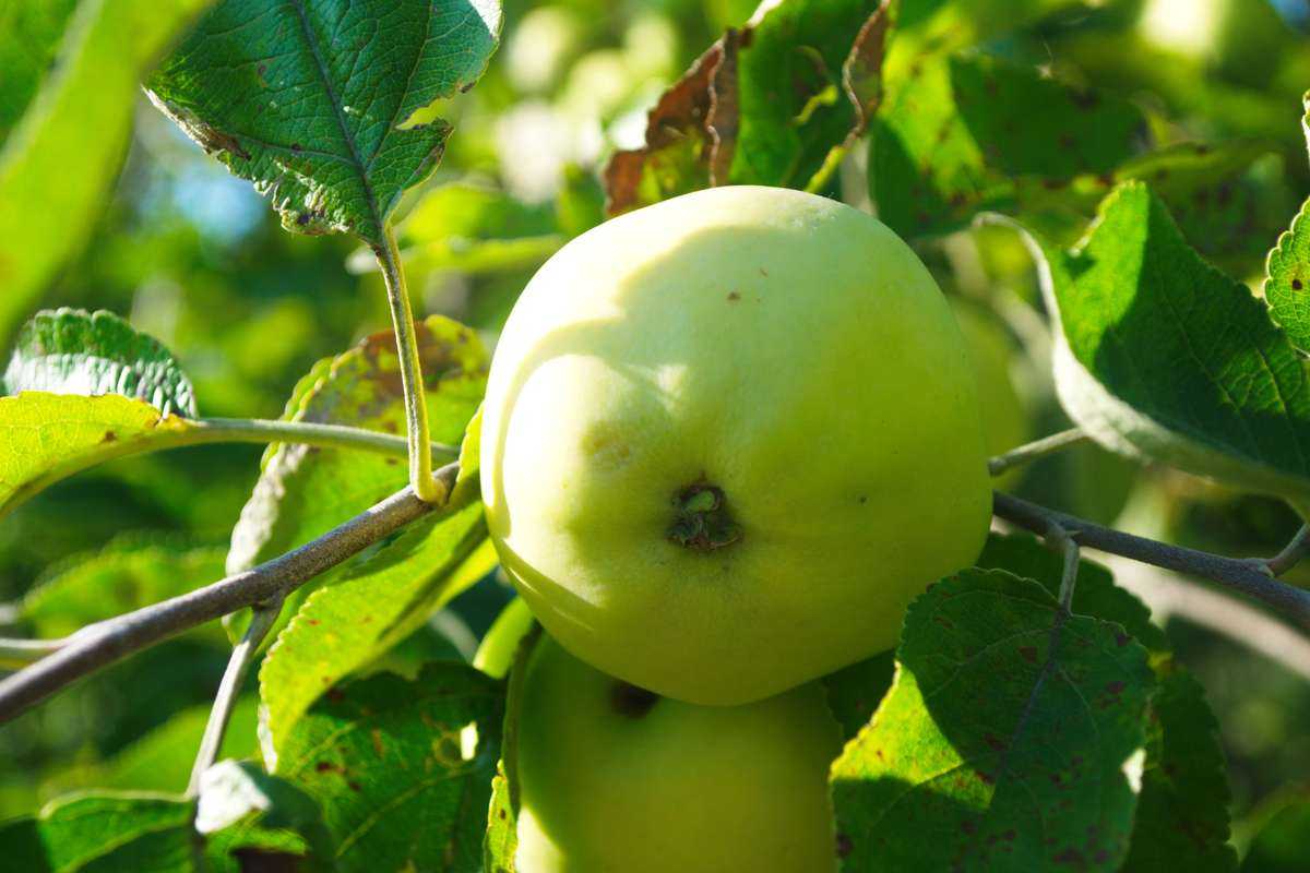 Белый налив яблоки фото и описание