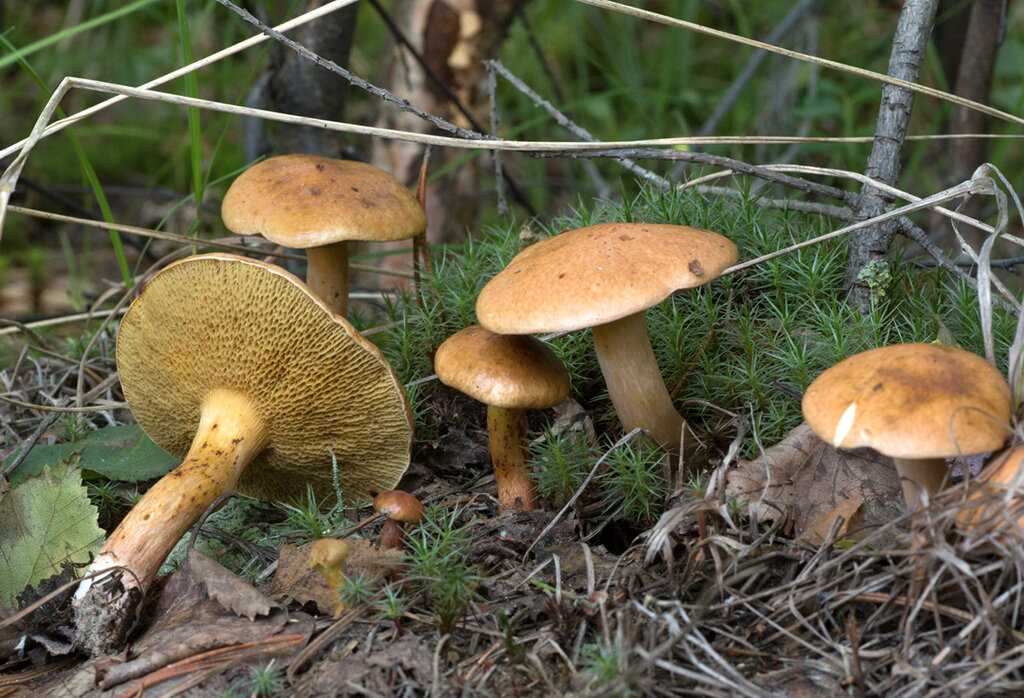 Перечный гриб (chalciporus piperatus) – грибы сибири