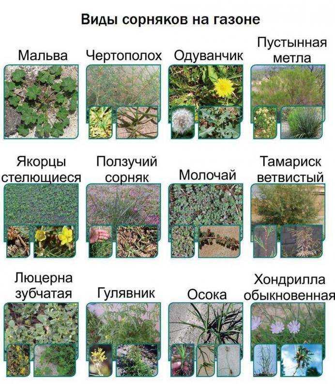 Фото сорных растений с названиями каталог