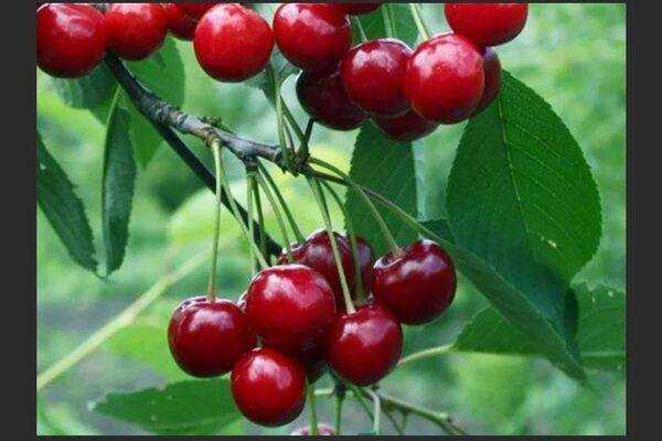 Что такое дюк. вишнево – черешневый гибрид «чудо-вишня». происхождение чудо-вишни. описание черевишни. выбор саженцев, посадка и уход за дюками