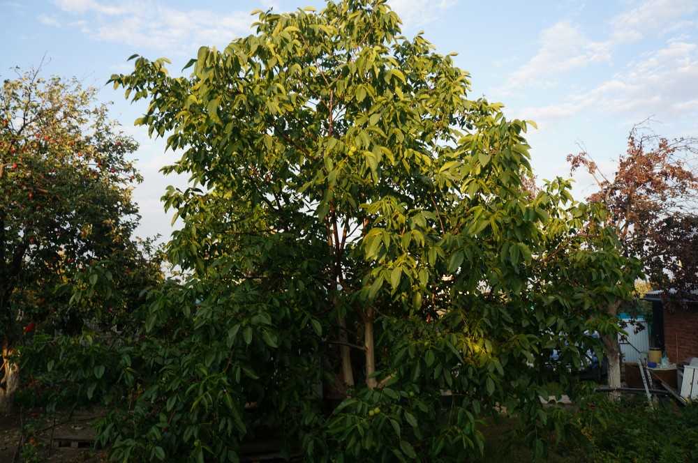 Лещина обыкновенная (фундук) – посадка, уход за орешником, как выглядит дерево?