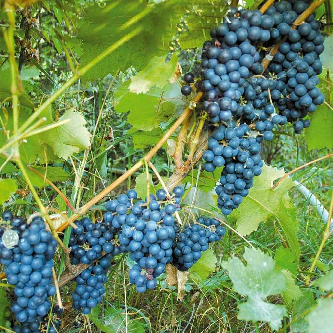 Виноград амурский – описание сорта, амурский сорт винограда