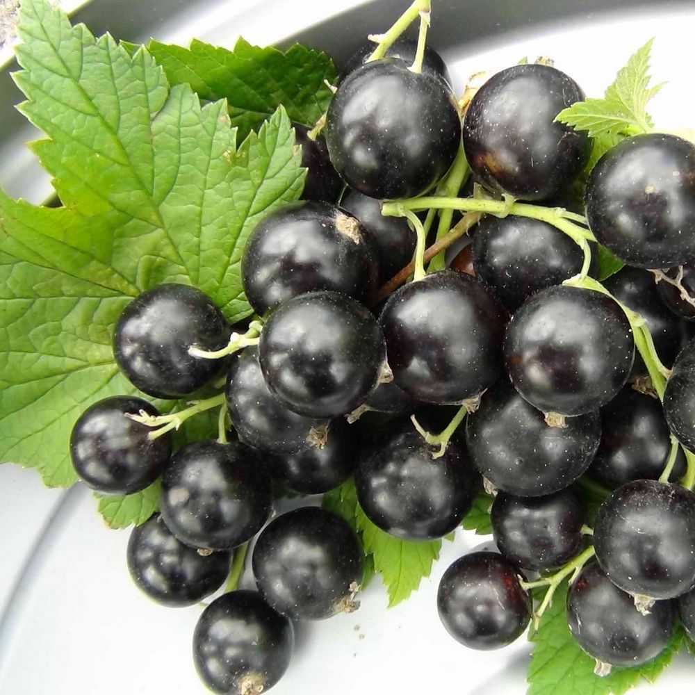 ✅ крупноплодный сорт ранней чёрной смородины сибилла: внешний вид и описание сорта, фото - tehnoyug.com