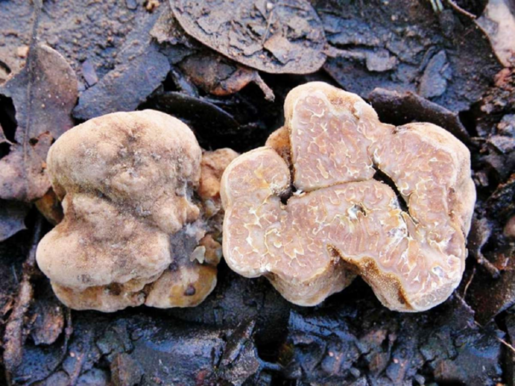 Где растёт гриб трюфель в россии: фото и описание, как найти трюфель в лесу