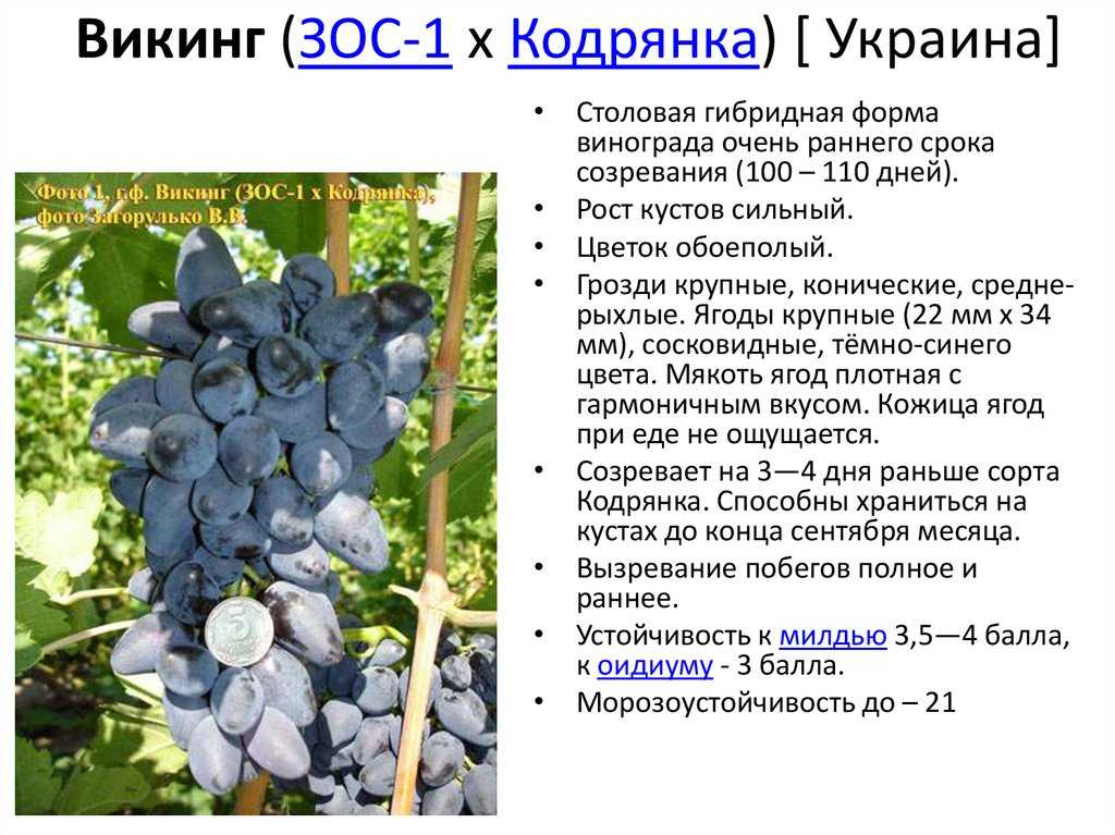 Виноград Кодрянка: описание сорта, фото, отзывы Характеристика и особенности сорта, советы по выращиванию и уходу