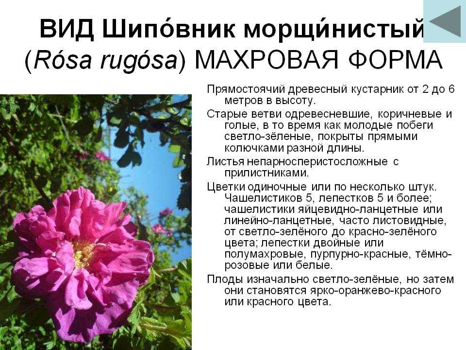 Роза морщинистая сорта фото и описание размножение