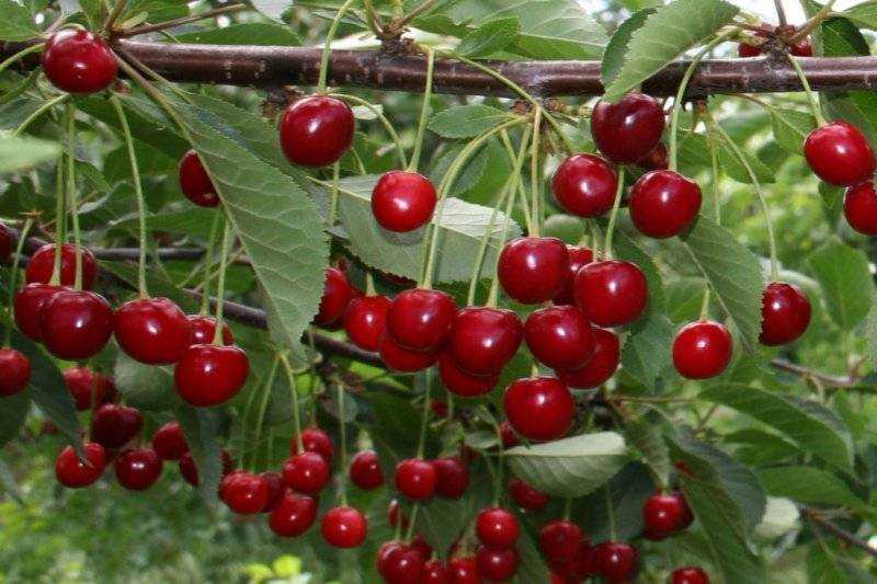 Плюсы и минусы вишни любской в вашем саду - агро эксперт