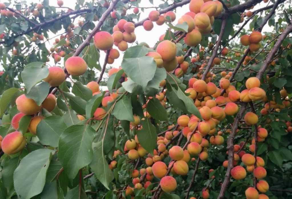 Сорта абрикоса краснощёкий и сын краснощекого — одни из самых популярных сортов среди садоводов