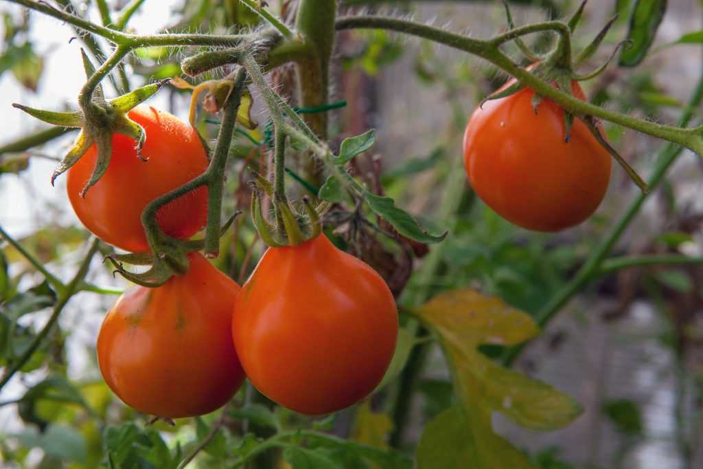Необыкновенный сорт томатов — японка: отзывы об урожайности, характеристики и описание помидоров