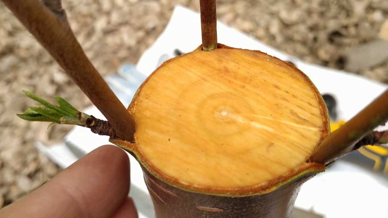 Прививка персика – как обзавестись южным фруктом на своей даче? + видео
