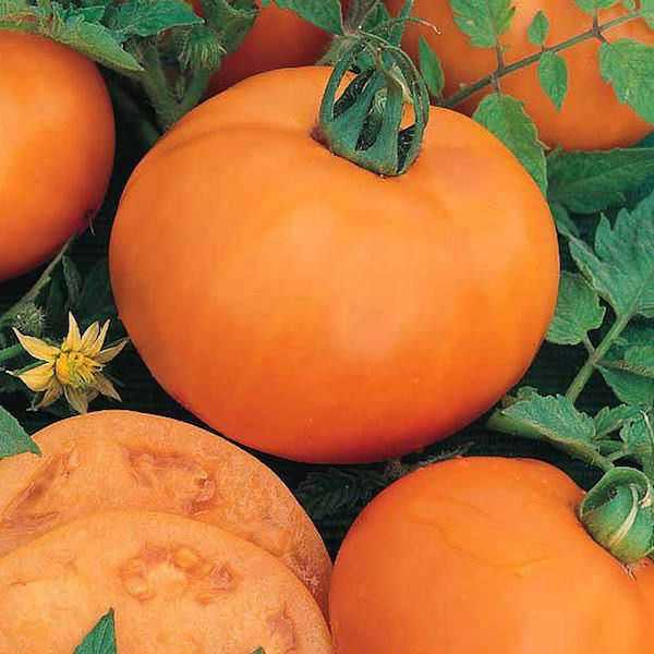 Томат апельсин: характеристика и описание сорта, отзывы дачников с фото