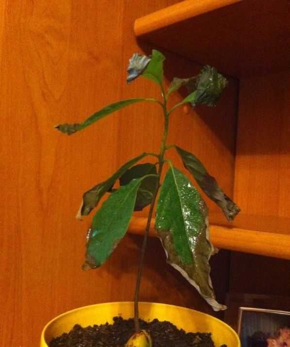 Почему у авокадо сохнут листья и чернеют в домашних условиях
